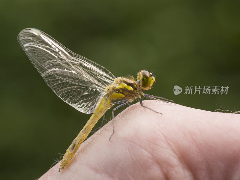 新孵化的蜻蜓能抱在一只手