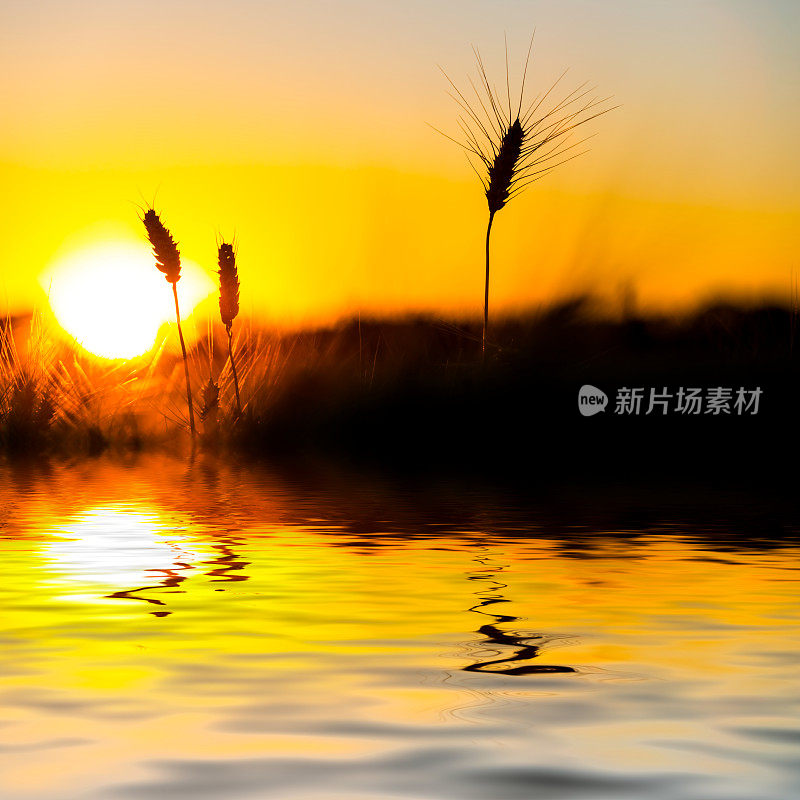小麦穗在夕阳下倒映在水面上