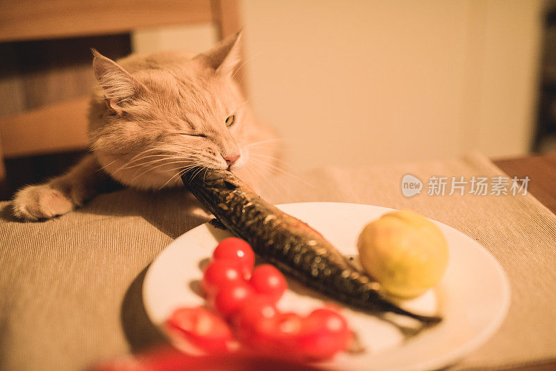 有趣的饿猫从餐桌上偷鱼。