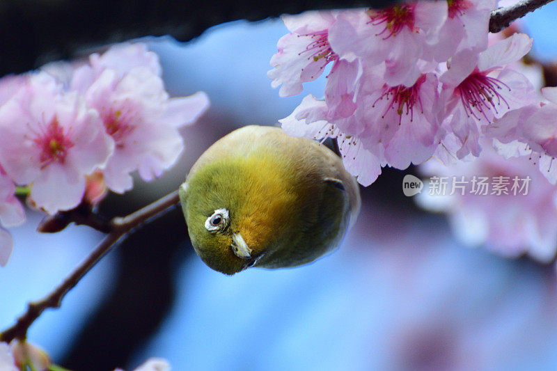 樱花和日本白眼