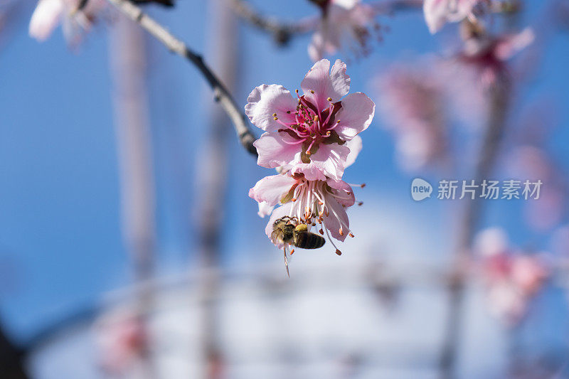 杏花上的蜜蜂