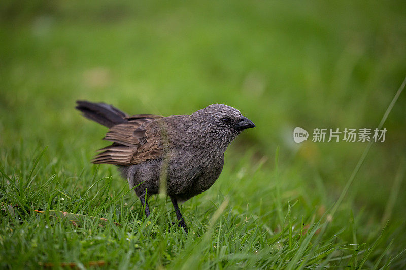 一只灰蒙蒙的、脏兮兮的使徒鸟站在茂盛的绿草地上