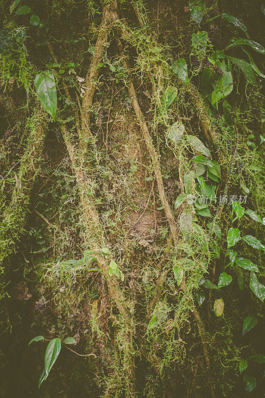 热带雨林植被，Tenorio火山地区，哥斯达黎加