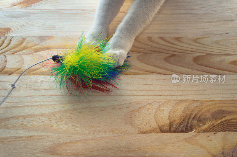 猫爪捕捉羽毛玩具在木制背景与复制空间