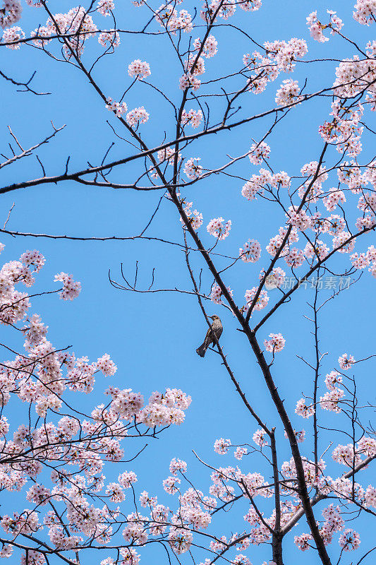 樱桃树上的一只白头翁
