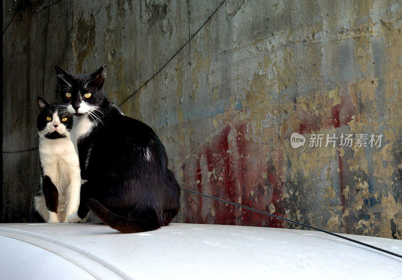 特拉维夫的流浪猫