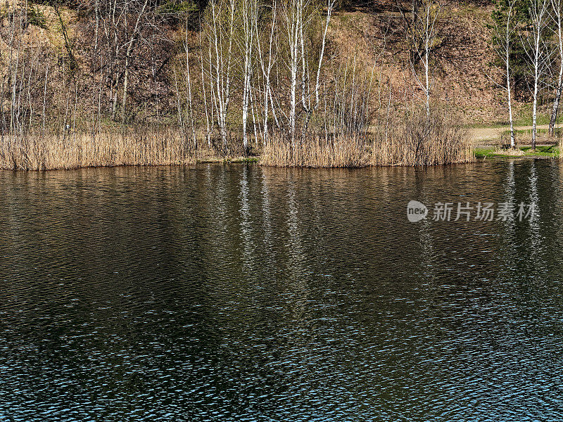 在森林湖