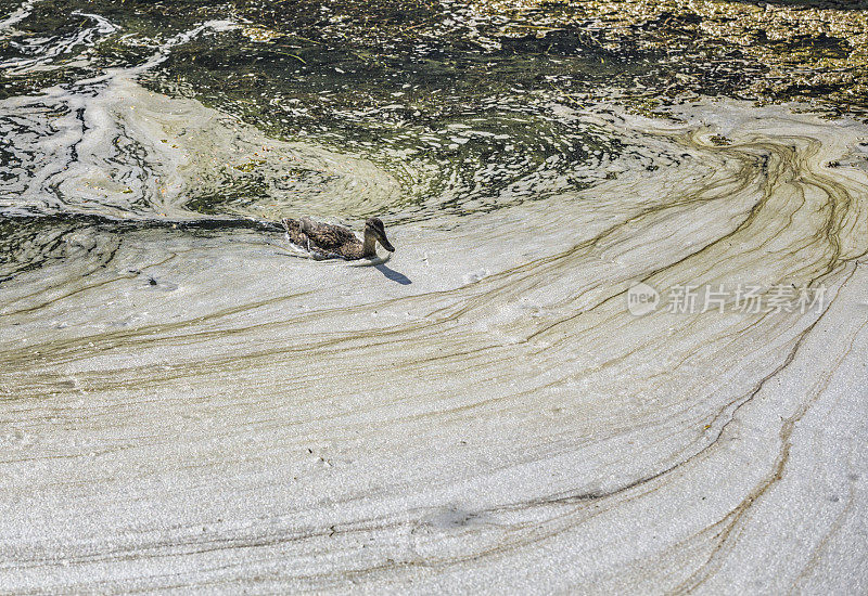 母野鸭游泳在邋遢的Sudsy黏糊糊的湖水