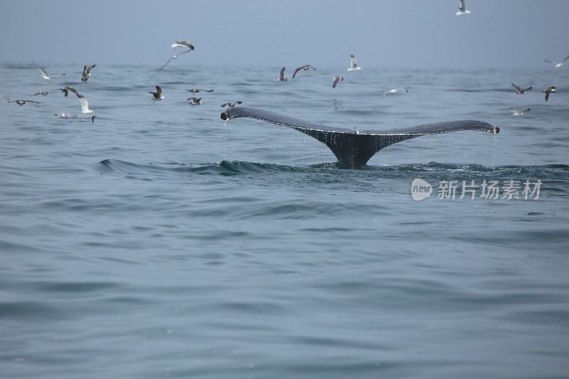 座头鲸潜水