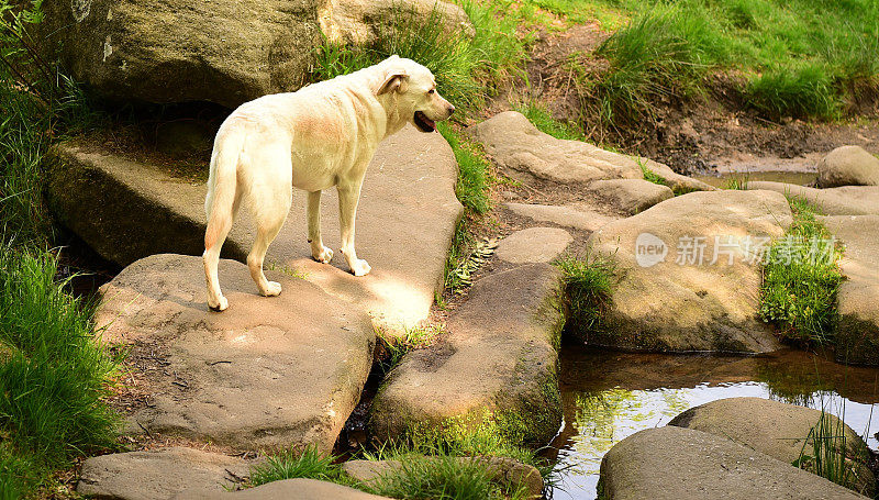 和一只拉布拉多寻回犬在皮克区徒步旅行