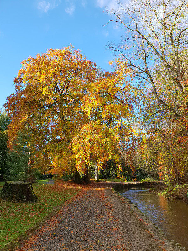 秋天的树叶，河流和小路
