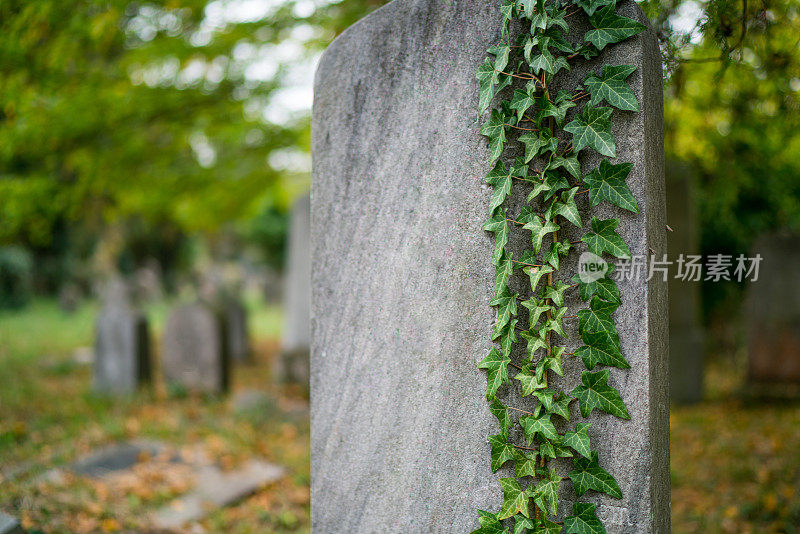 墓地上长着常春藤的古老的石头墓碑