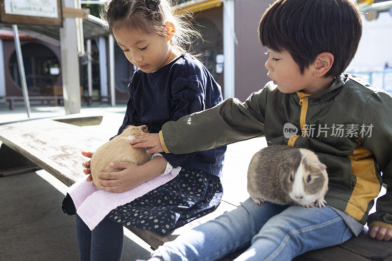 孩子们很可爱的仓鼠