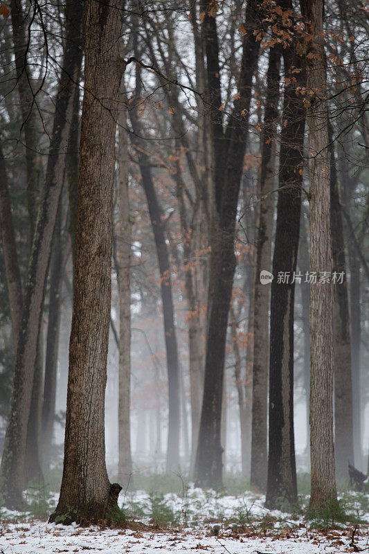 秋天的雾雪森林