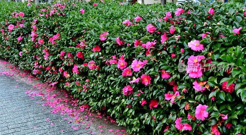 山茶花油茶花