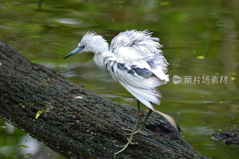 小蓝鹭少年