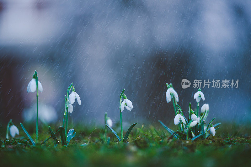 春雨中的雪兰