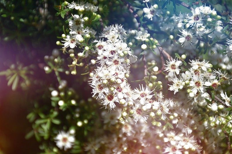 卡努卡（昆泽亚埃里诺德）茶树