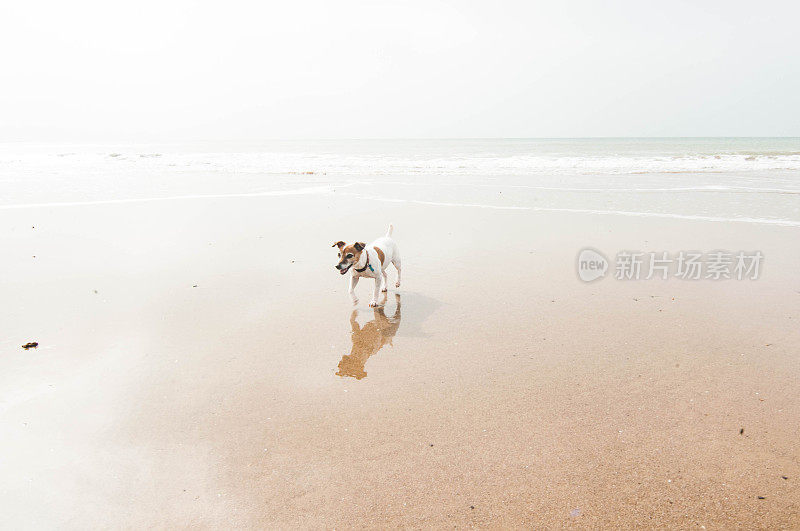 英格兰怀特岛海滩上的杰克罗素梗犬