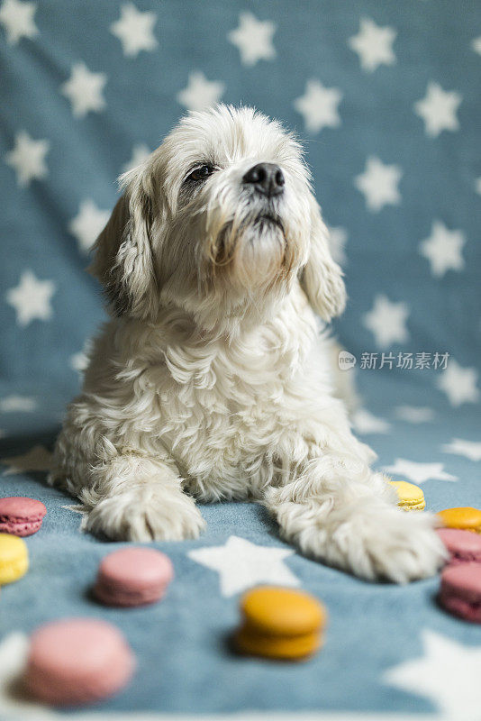 美丽的雌性西施犬守护着她的杏仁饼干