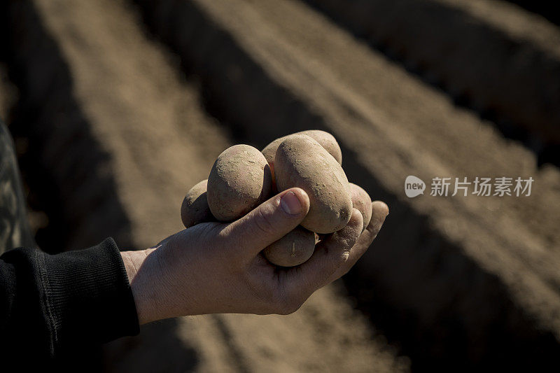 在农夫的手中播种马铃薯