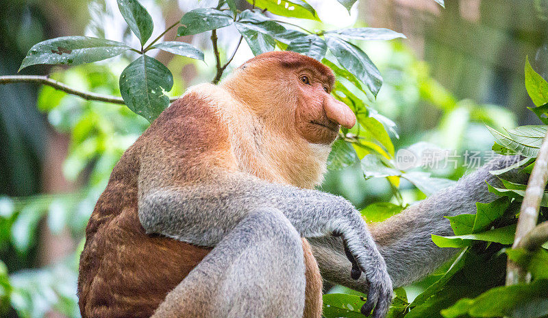马来西亚:长鼻猴