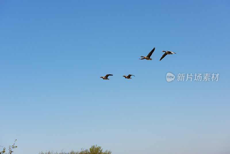 四只鹅飞过英国林肯郡的湿地。