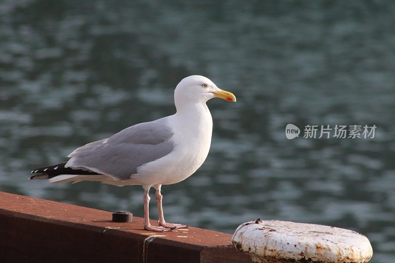 两只海鸥在港口的码头边