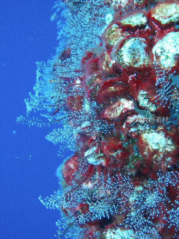 花园银行国家海洋保护区