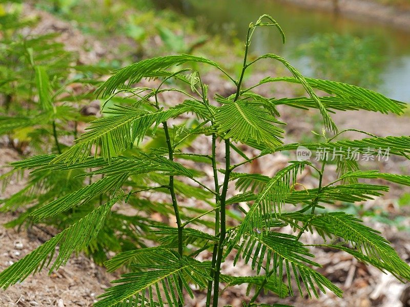 金合欢pennata蔬菜