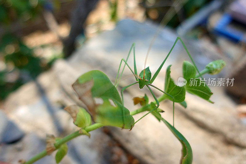 叶子上的绿色蚱蜢虫