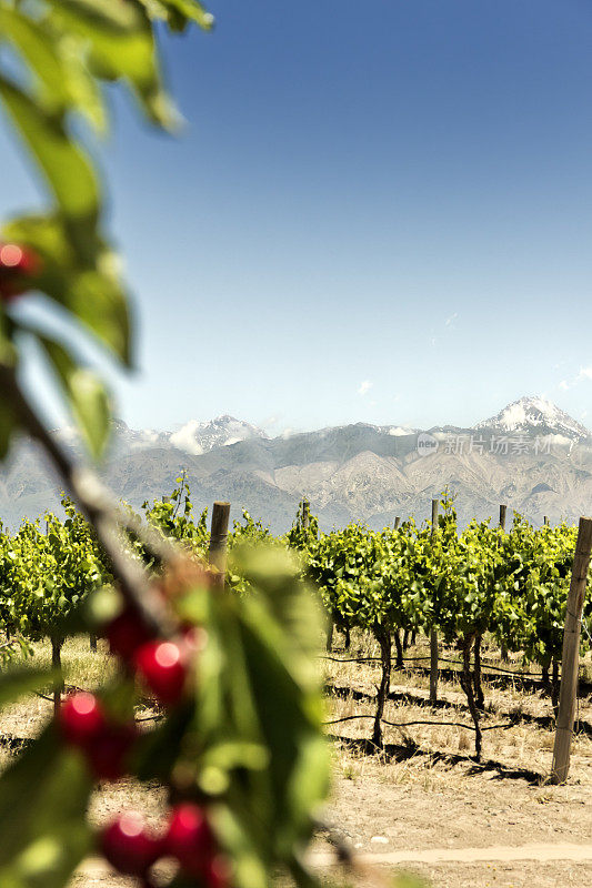 阿根廷门多萨Tupungato葡萄园的樱桃枝和水果的背景。