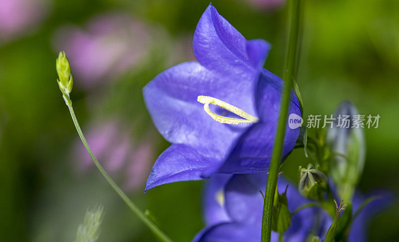 吊钟花花