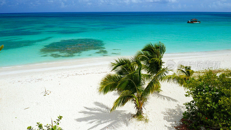 安提瓜岛迪肯森湾完美海滩上的热带棕榈树