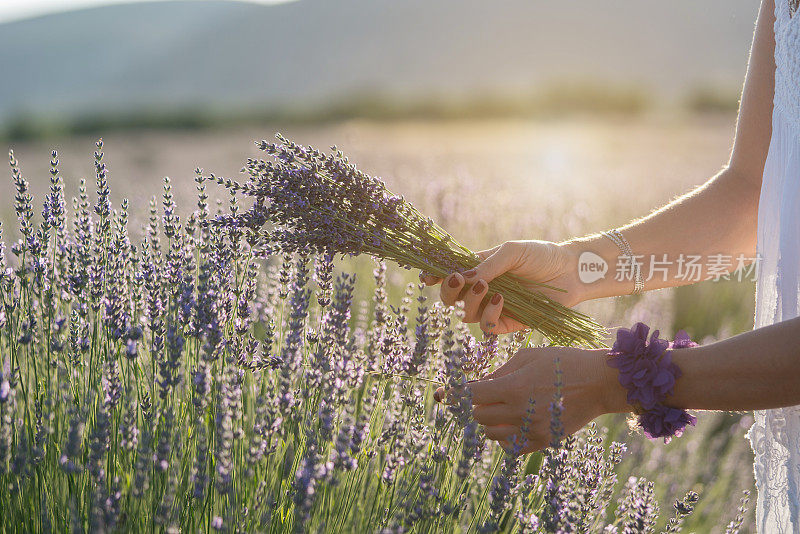 女人的手正在采摘薰衣草