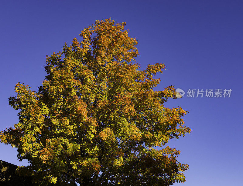 秋枫的颜色变化