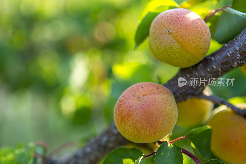 带果实的杏树