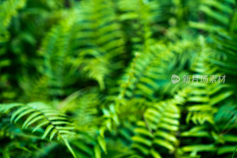 蕨类植物的叶子。热带植物的背景