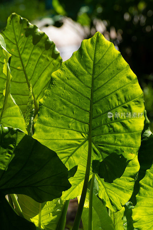 生长在野外的绿叶植物