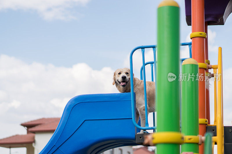 金毛猎犬在操场上