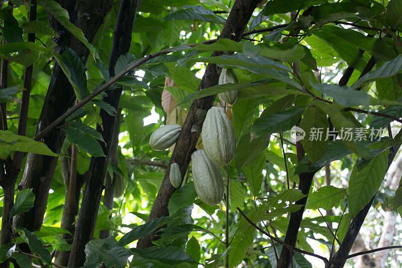 树上生长的水果特写镜头