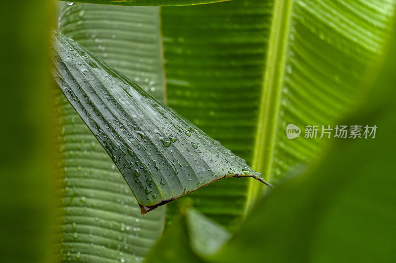 香蕉叶子上有雨滴。