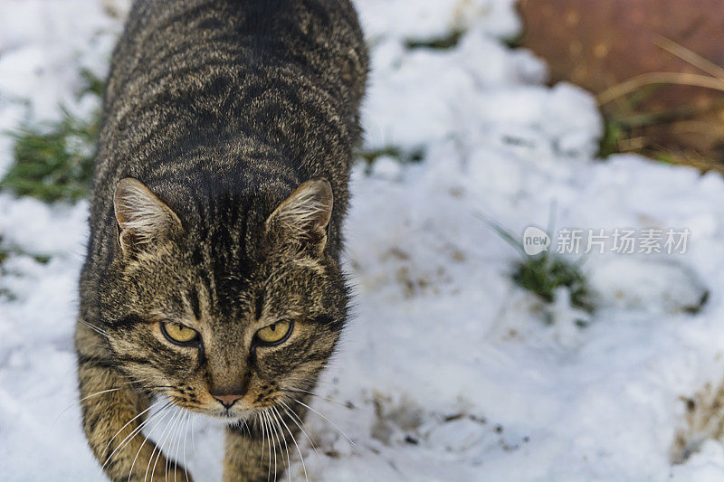 下雪天的猫