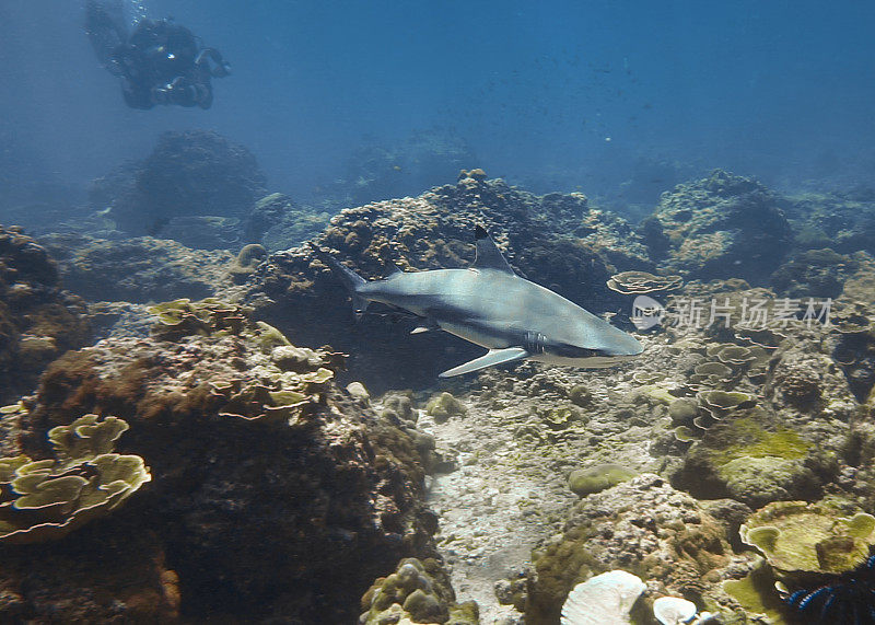 水下摄影师和黑鳍礁鲨(黑鳍鲨)在浅珊瑚礁