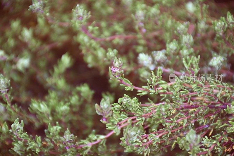 百里香药草植物特写自然背景