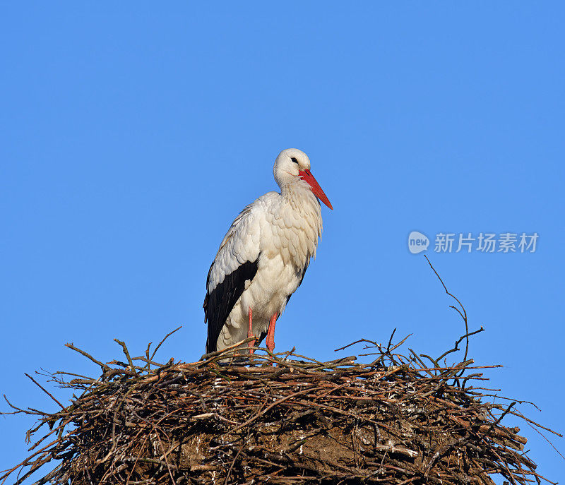 鹳的巢