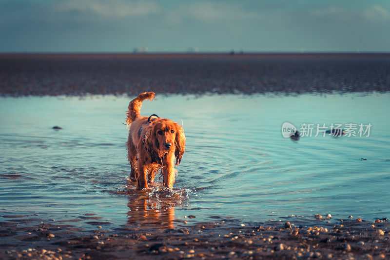 可卡犬在海滩上散步和玩水