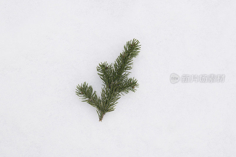 冬天，一棵云杉的枝头躺在白雪覆盖的地面上