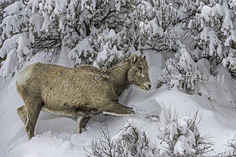 冬天的大角羊、加拿大绵羊、黄石国家公园;黄石公园;国家公园;怀俄明;女性。吃