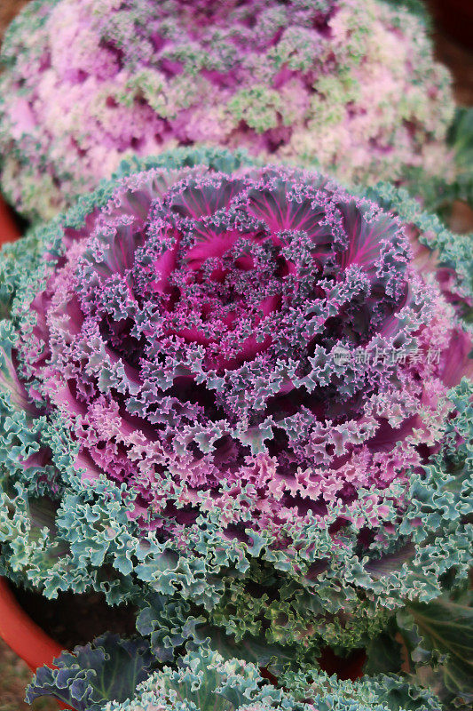 盆景紫色的观赏卷心菜(芸苔属)的特写。